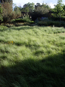 Meadows Grasses