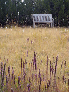 Meadows Grasses