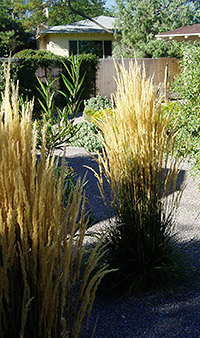 Karl Foerster Feather Reed Grass