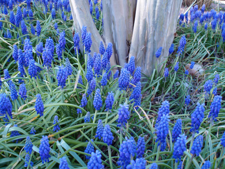 Grape Hyacinths