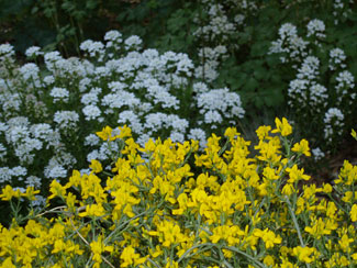 Lydia's Broom / Candy Tuft