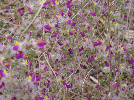 Feather Dalea