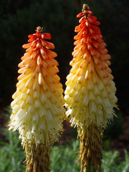 Red Hot Poker