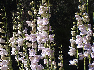 Palmer Penstemon