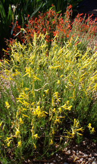 Yellow & Red Pineleaf Penstemont