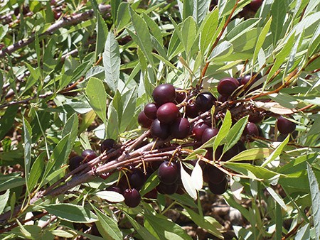 Western Sand Cherry -HTB