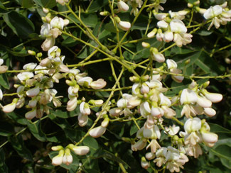 Japanese Scholar Tree