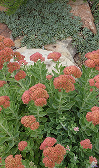 Autumn Joy Sedum and Greek Yarrow