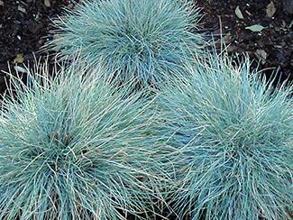 Blue Fescue