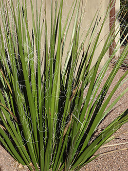 Giant Hesperaloe -HTB