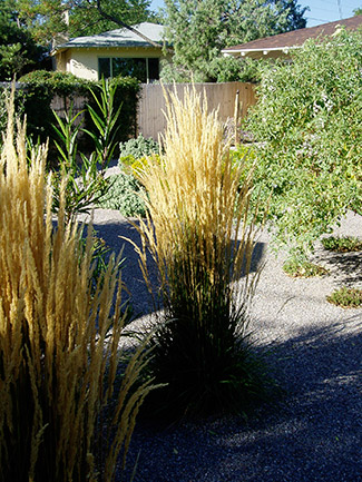 Karl Foerster Feather Reed Grass