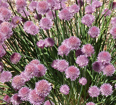 Chives