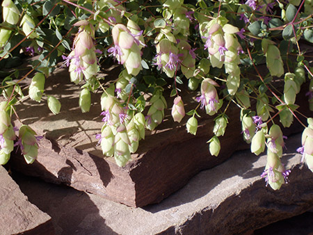 Cascading Ornamental Oregano