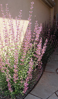 Ava's Hummingbird Ava's Hummingbird Mint