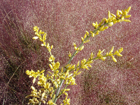 Yellow Hesperaloe and Regal Mist Muhly