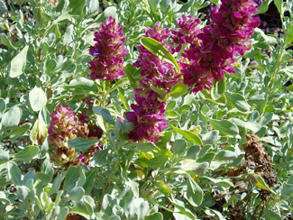 Big Flowered Desert Sage
