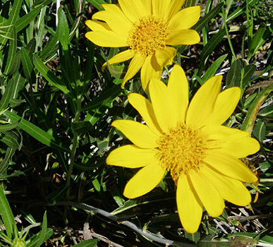 Desert Mules Ear-HTB